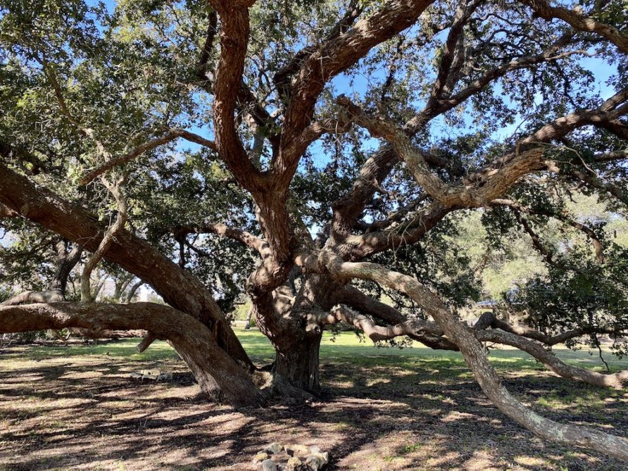 The live oak trees of Spread Oaks Ranch